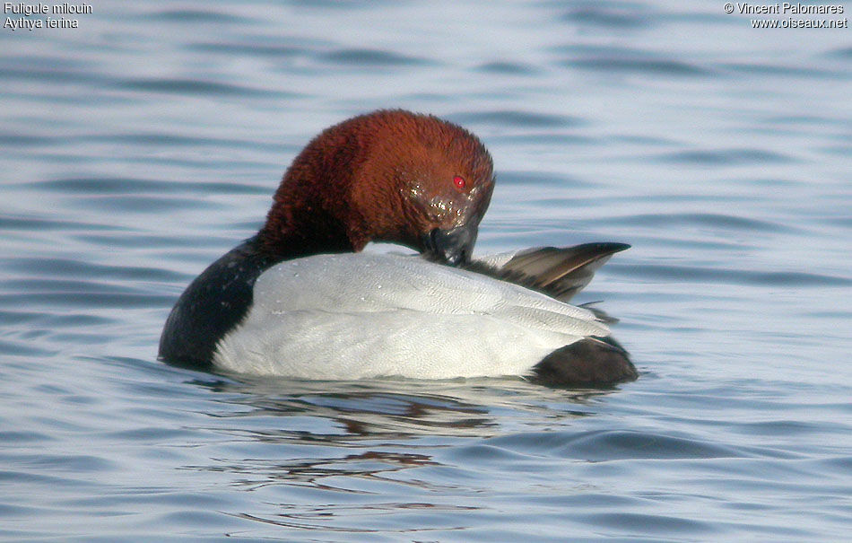 Common Pochard male