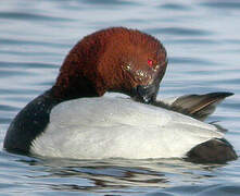 Common Pochard