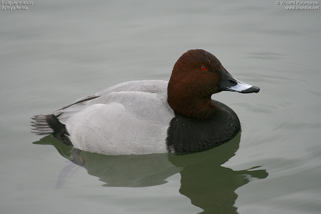 Common Pochard