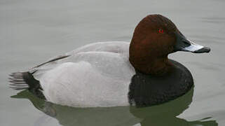 Common Pochard