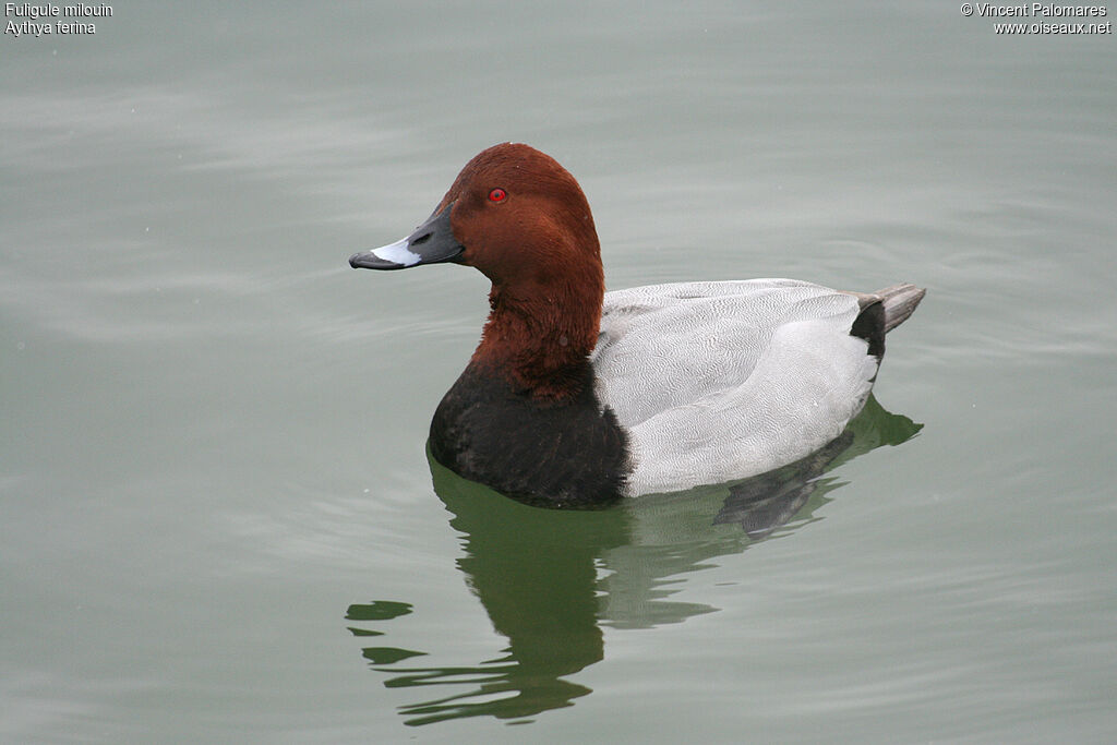 Common Pochard