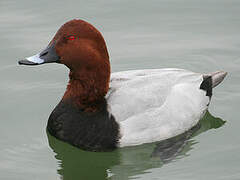 Common Pochard