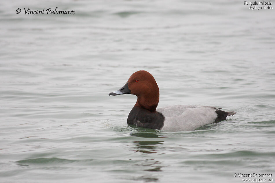 Common Pochard male