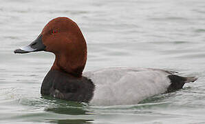 Common Pochard