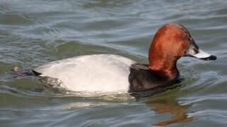 Common Pochard