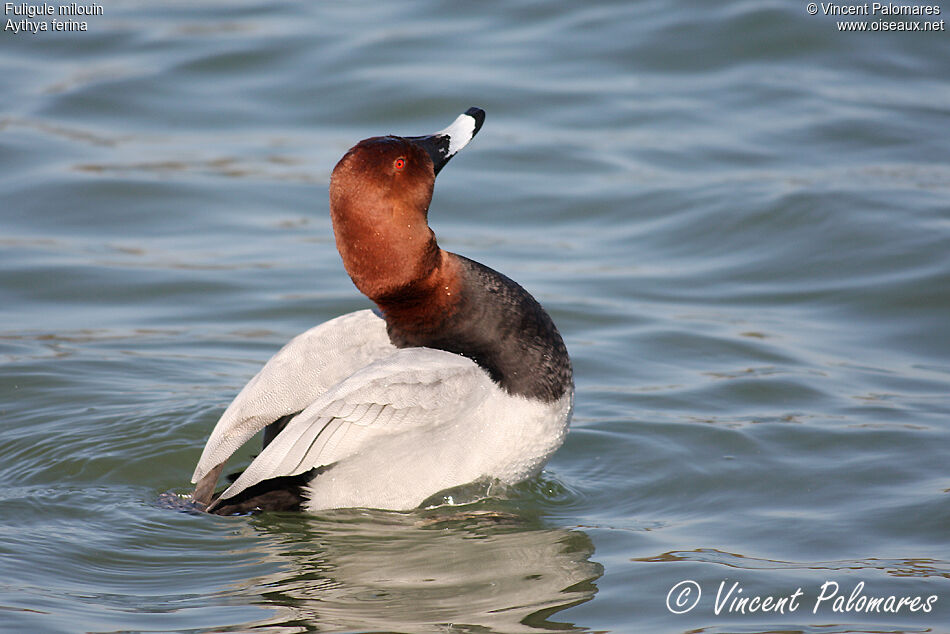 Common Pochard male