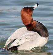 Common Pochard