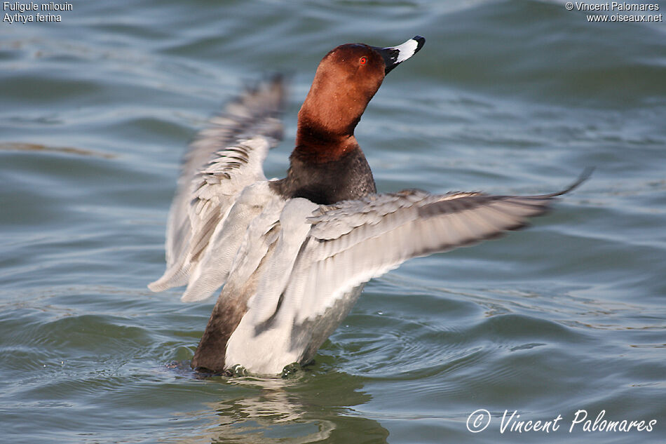 Common Pochard male