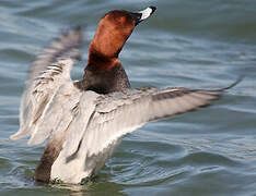 Common Pochard