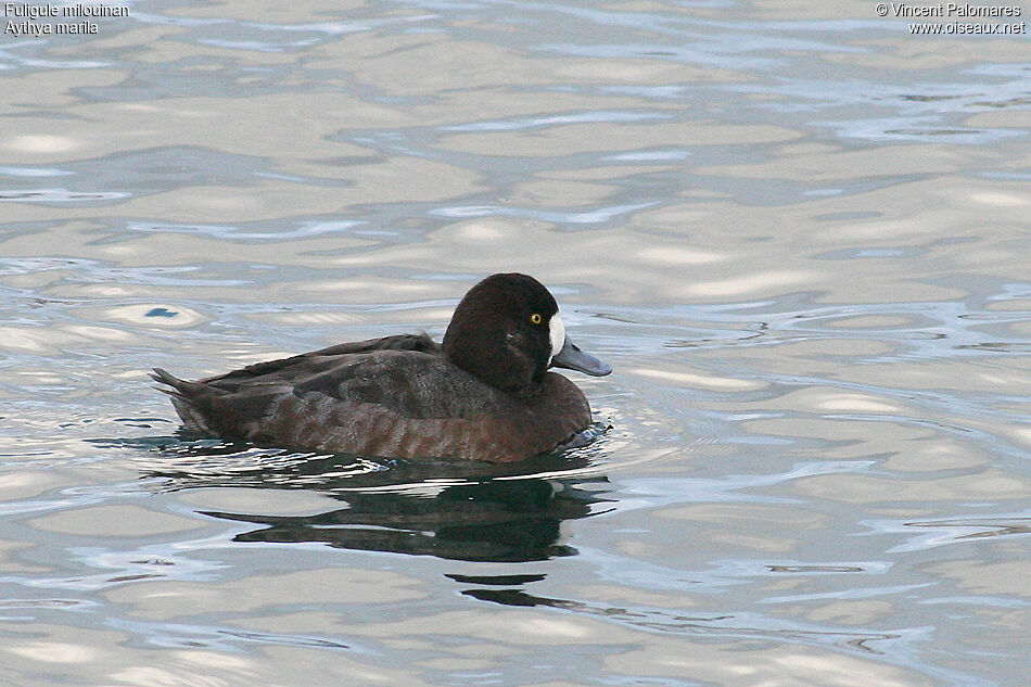 Greater Scaup female