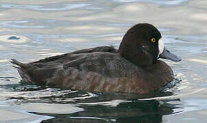 Greater Scaup