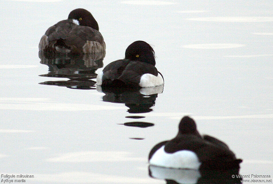 Greater Scaup female