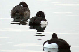 Greater Scaup