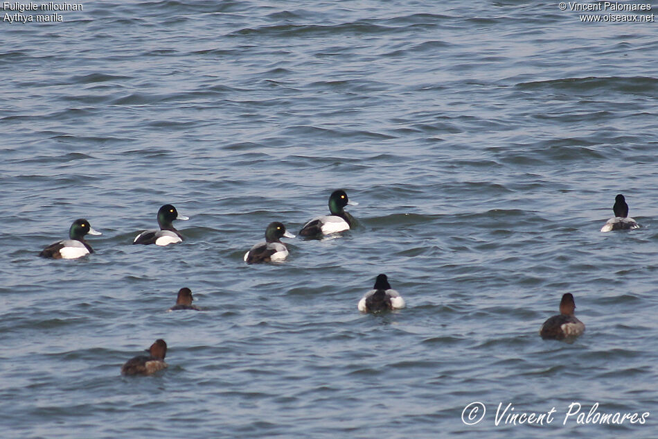 Greater Scaup