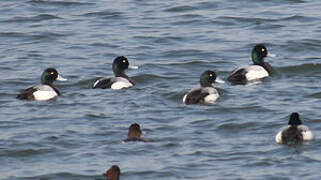 Greater Scaup