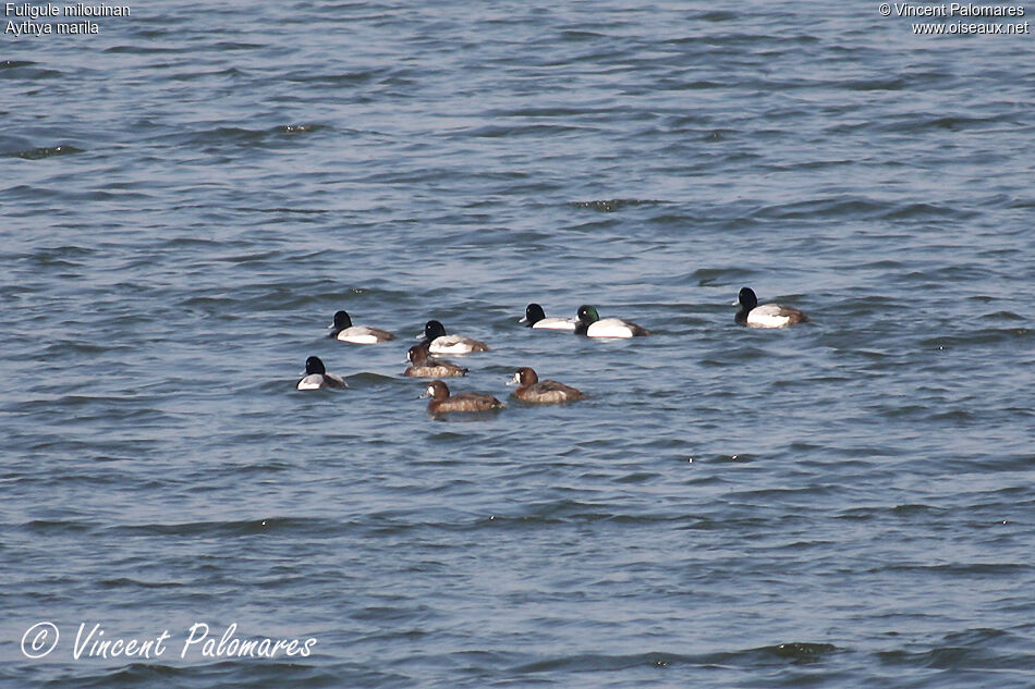 Greater Scaup