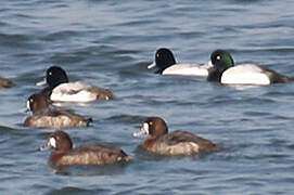 Greater Scaup