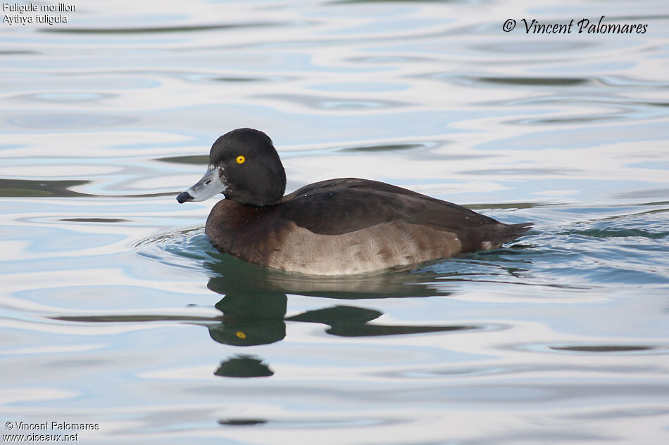 Tufted Duck female