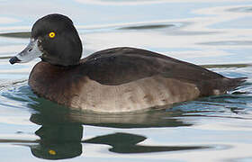 Tufted Duck