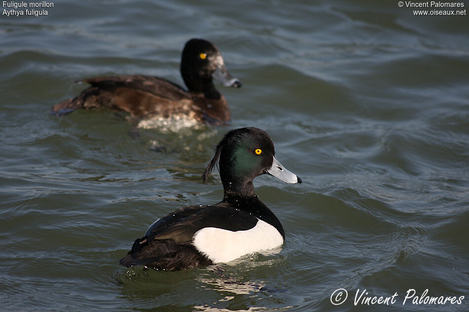 Tufted Duck 