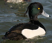 Tufted Duck