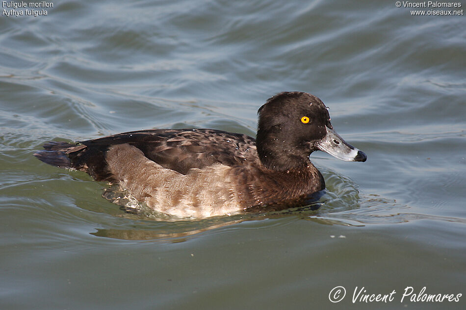 Tufted Duck female