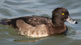 Tufted Duck