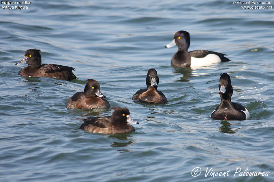 Tufted Duck