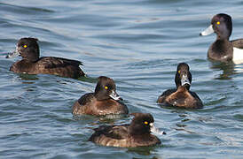 Tufted Duck