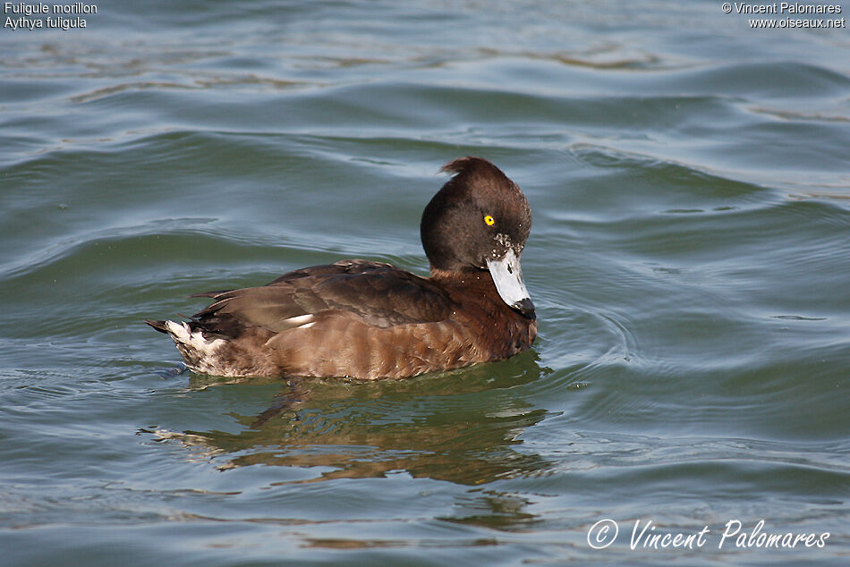 Tufted Duck female