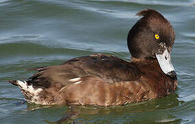 Tufted Duck