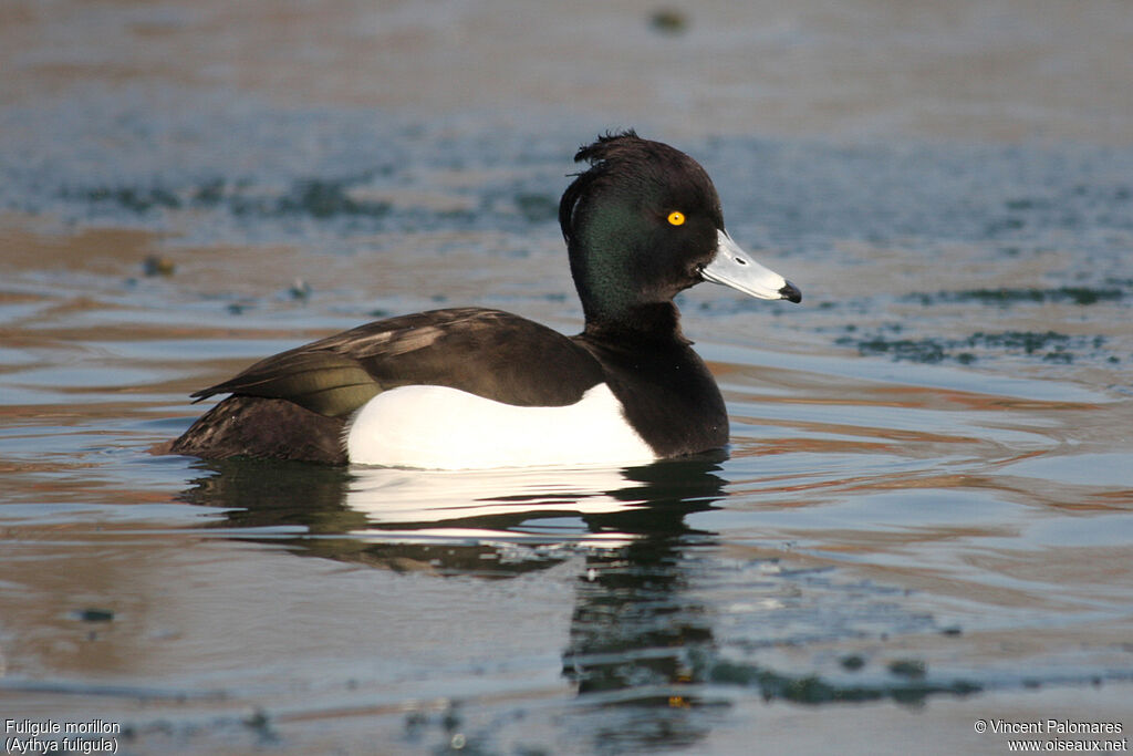 Tufted Duck male adult, identification