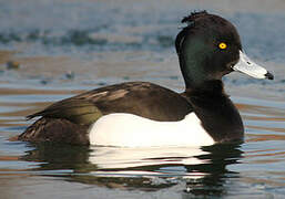 Tufted Duck