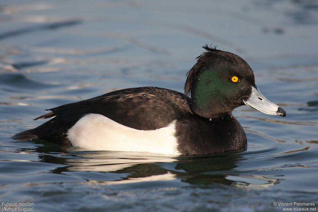 Tufted Duck male