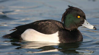 Tufted Duck