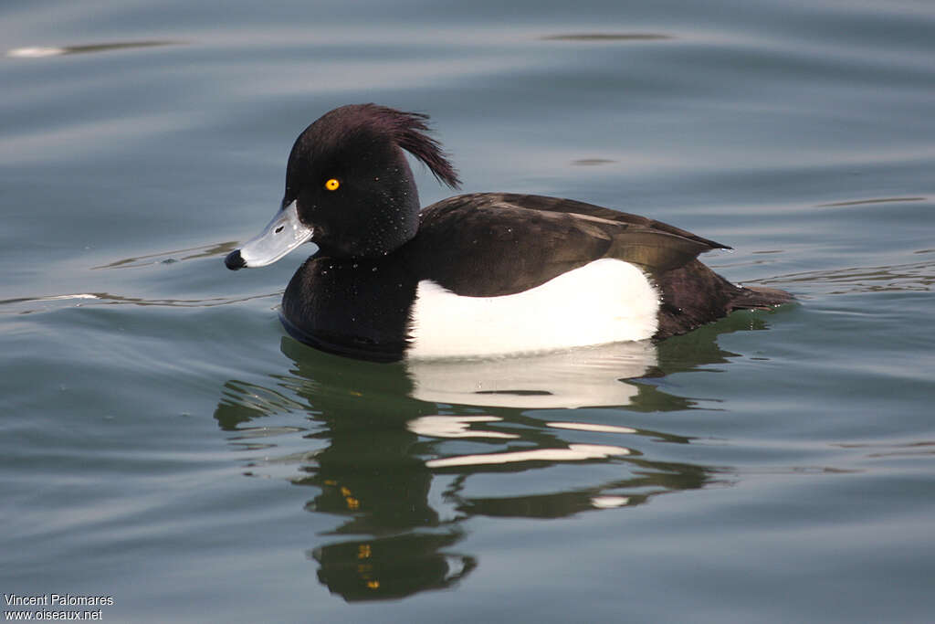 Tufted Duck male adult breeding, identification