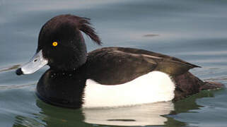 Tufted Duck