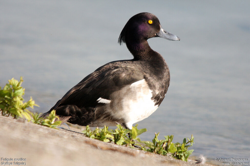 Tufted Duck male