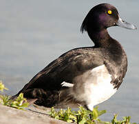 Tufted Duck