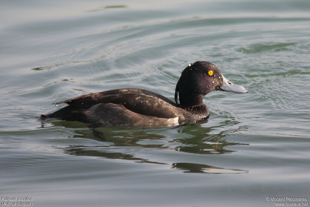 Tufted Duck female