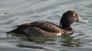 Tufted Duck