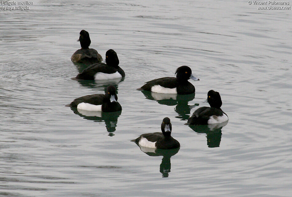 Tufted Duck