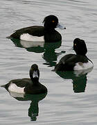 Tufted Duck