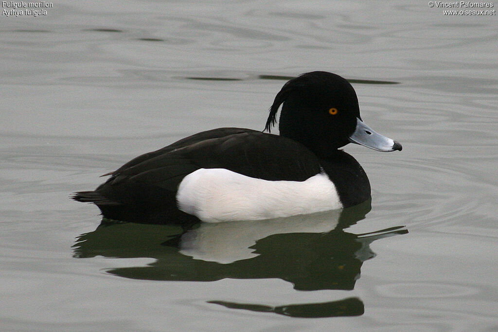 Tufted Duck