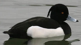 Tufted Duck