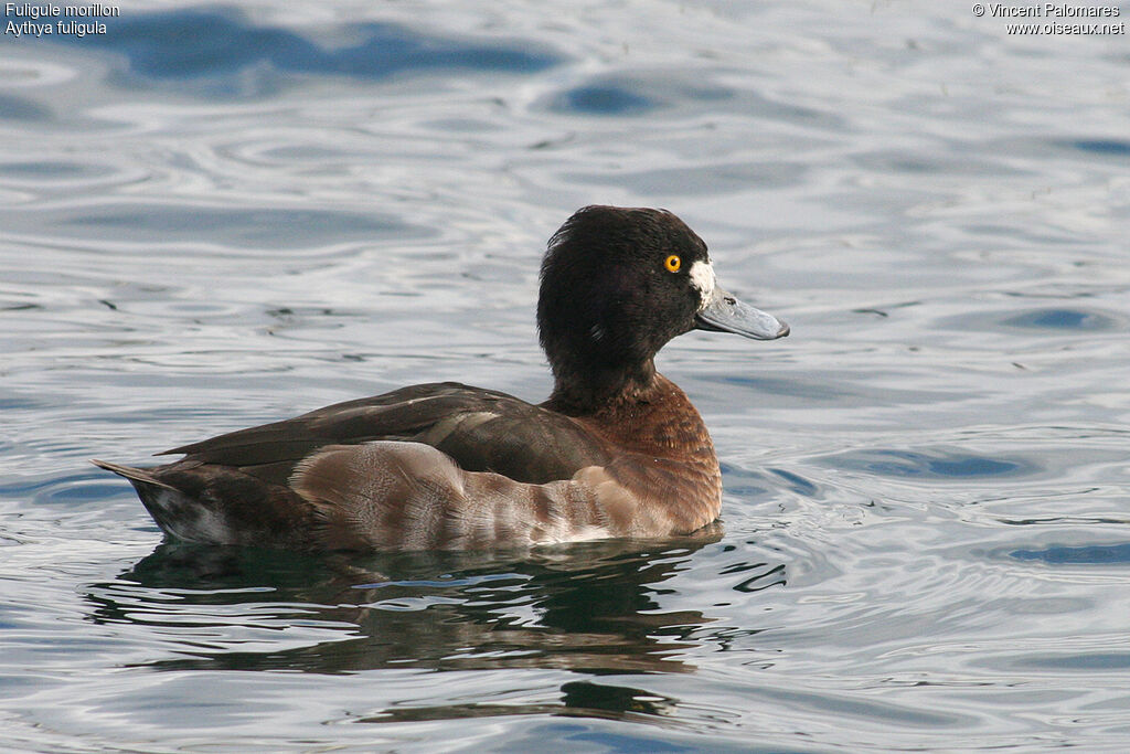 Tufted Duck