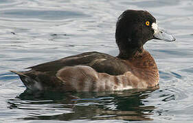 Tufted Duck