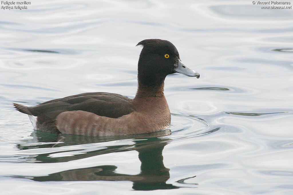 Tufted Duck