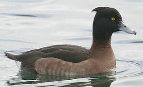 Tufted Duck