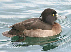 Tufted Duck